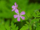Washington State, Central Cascades. Close-up of wild geranium purple flower and green leaves Art Print